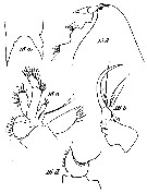 Espce Onchocalanus trigoniceps - Planche 12 de figures morphologiques