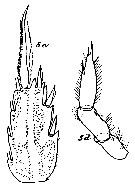 Espce Onchocalanus trigoniceps - Planche 13 de figures morphologiques