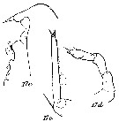 Espce Onchocalanus cristatus - Planche 20 de figures morphologiques