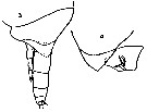 Espce Xanthocalanus pinguis - Planche 8 de figures morphologiques