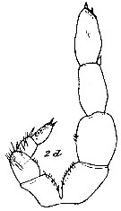 Espce Xanthocalanus pinguis - Planche 11 de figures morphologiques