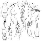 Espce Pseudaugaptilus orientalis - Planche 1 de figures morphologiques