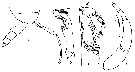 Espce Xanthocalanus claviger - Planche 3 de figures morphologiques