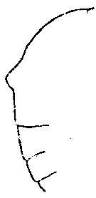 Espce Phaenna spinifera - Planche 19 de figures morphologiques