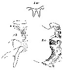 Espce Phaenna spinifera - Planche 20 de figures morphologiques