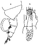 Espce Valdiviella insignis - Planche 11 de figures morphologiques