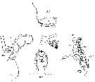 Espce Valdiviella insignis - Planche 13 de figures morphologiques