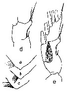 Espce Paraeuchaeta glacialis - Planche 6 de figures morphologiques