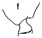Espce Paraeuchaeta scotti - Planche 11 de figures morphologiques