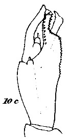 Espce Paraeuchaeta scotti - Planche 12 de figures morphologiques