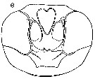 Espce Paraeuchaeta scotti - Planche 9 de figures morphologiques
