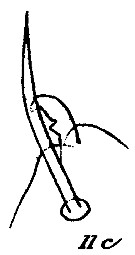 Espce Paraeuchaeta bisinuata - Planche 14 de figures morphologiques