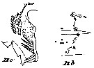 Espce Euchaeta acuta - Planche 19 de figures morphologiques