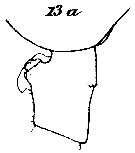 Espce Paraeuchaeta hebes - Planche 3 de figures morphologiques