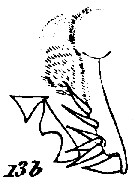 Espce Paraeuchaeta hebes - Planche 4 de figures morphologiques