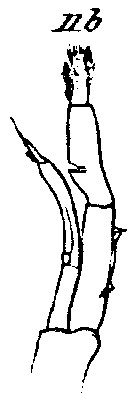 Espce Amallothrix gracilis - Planche 10 de figures morphologiques