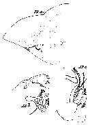 Espce Amallothrix robusta - Planche 3 de figures morphologiques