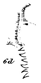 Espce Onchocalanus cristatus - Planche 22 de figures morphologiques