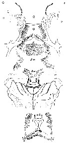 Espce Euchirella messinensis - Planche 56 de figures morphologiques