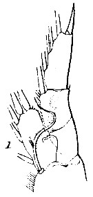 Espce Euchirella messinensis - Planche 57 de figures morphologiques