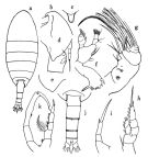 Espce Temorites similis - Planche 1 de figures morphologiques