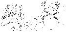 Espce Euchirella curticauda - Planche 25 de figures morphologiques