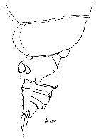 Espce Euchirella truncata - Planche 23 de figures morphologiques