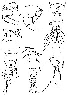 Species Acartia (Acanthacartia) tonsa - Plate 26 of morphological figures