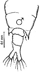 Espce Labidocera fluviatilis - Planche 3 de figures morphologiques