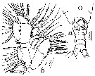 Espce Neocalanus gracilis - Planche 20 de figures morphologiques