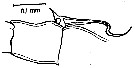 Espce Neocalanus gracilis - Planche 21 de figures morphologiques
