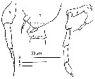 Espce Paracalanus indicus - Planche 34 de figures morphologiques