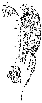 Espce Paraeuchaeta hebes - Planche 5 de figures morphologiques