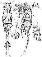 Species Paraeuchaeta gracilis - Plate 9 of morphological figures