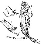 Espce Paraeuchaeta gracilis - Planche 10 de figures morphologiques