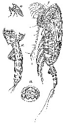 Espce Paraeuchaeta tonsa - Planche 21 de figures morphologiques