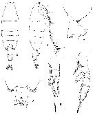 Espce Paraeuchaeta antarctica - Planche 16 de figures morphologiques
