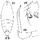 Espce Scottocalanus corystes - Planche 2 de figures morphologiques