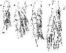 Espce Aetideus acutus - Planche 13 de figures morphologiques