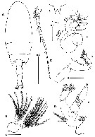 Espce Bradyidius angustus - Planche 2 de figures morphologiques