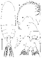 Espce Gaetanus minutus - Planche 14 de figures morphologiques