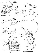 Espce Gaetanus minutus - Planche 15 de figures morphologiques