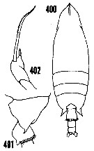 Espce Scottocalanus securifrons - Planche 18 de figures morphologiques