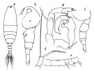 Espce Acartia (Acanthacartia) steueri - Planche 1 de figures morphologiques