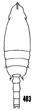 Espce Scottocalanus securifrons - Planche 21 de figures morphologiques