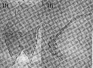 Espce Scottocalanus helenae - Planche 16 de figures morphologiques