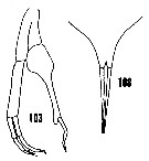 Espce Scaphocalanus magnus - Planche 25 de figures morphologiques