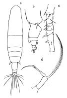 Espce Acartia (Odontacartia) amboinensis - Planche 1 de figures morphologiques