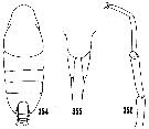 Espce Xanthocalanus agilis - Planche 13 de figures morphologiques