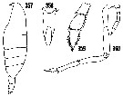 Espce Onchocalanus affinis - Planche 10 de figures morphologiques
